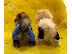 PoulaTo: Όμορφα Pomeranian Puppies